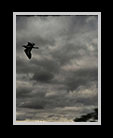 a black bird soaring in the sky thumbnail